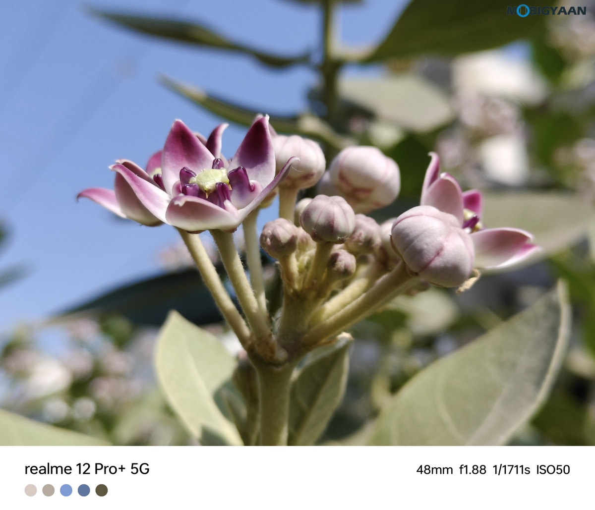 realme 12 Pro 5G Review Camera Samples 20