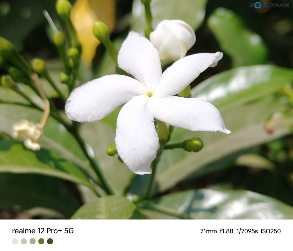 realme 12 Pro 5G Review Camera Samples 24