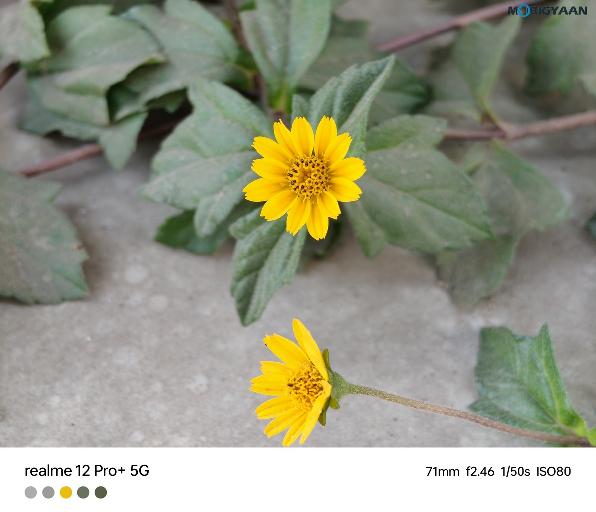 realme 12 Pro 5G Review Camera Samples 41