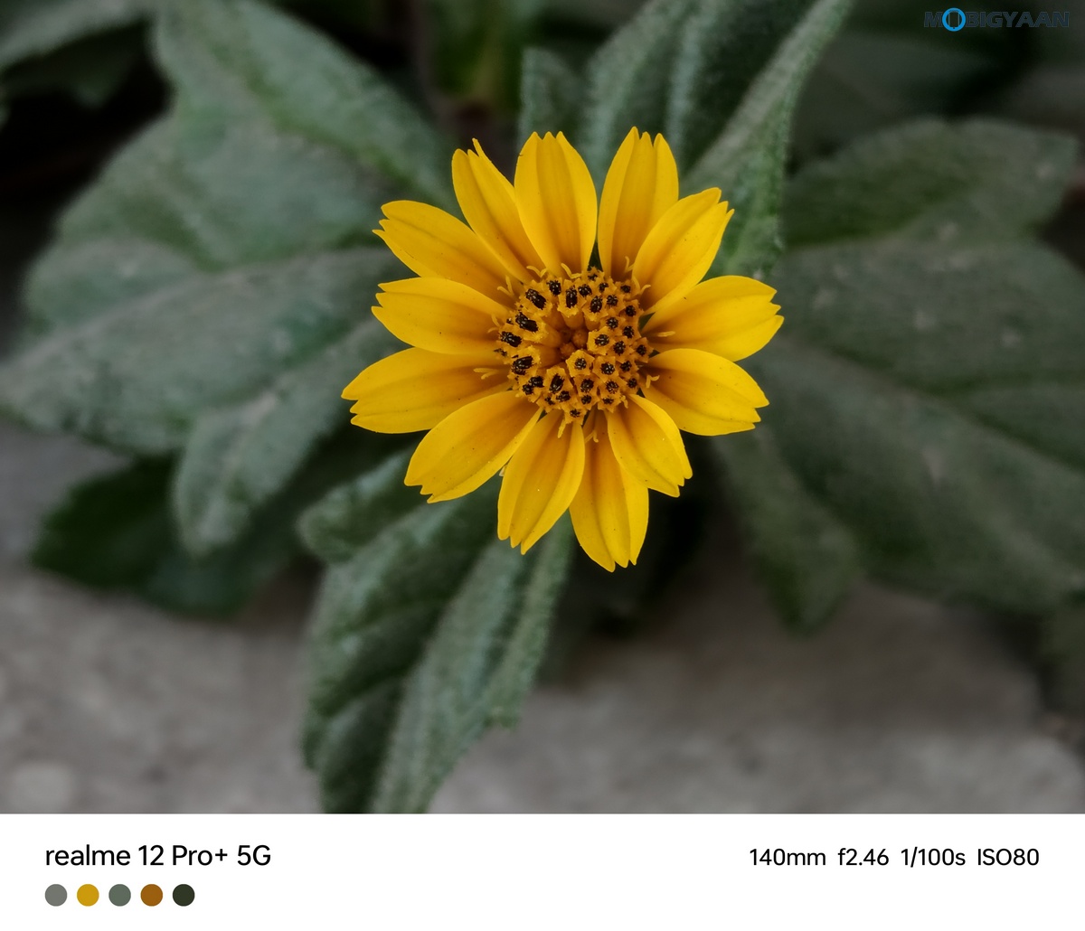 realme 12 Pro 5G Review Camera Samples 42