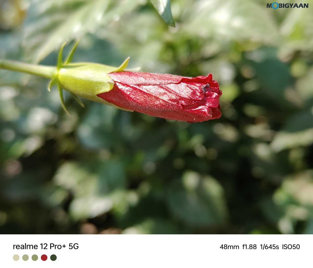 realme 12 Pro 5G Review Camera Samples 7