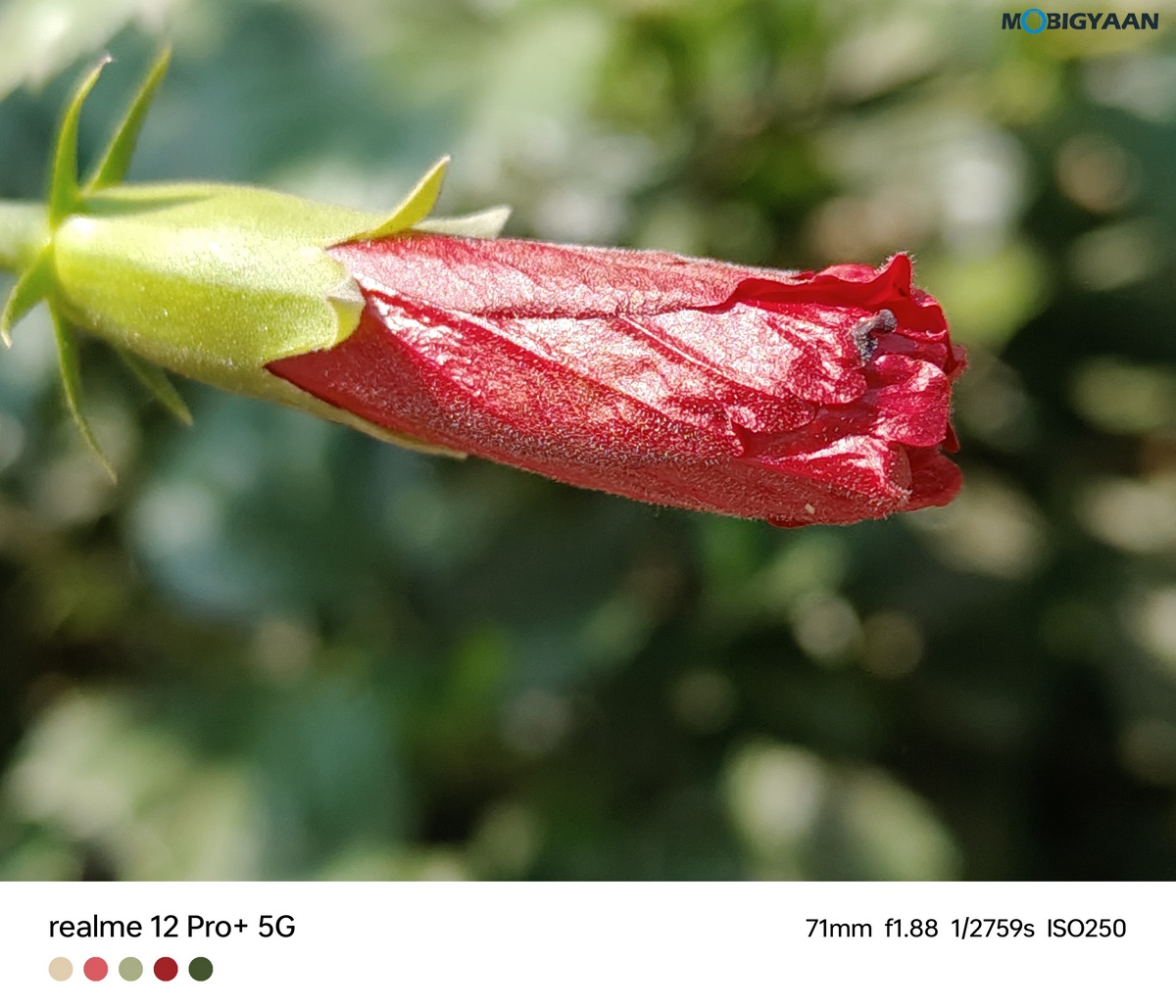 realme 12 Pro 5G Review Camera Samples 8