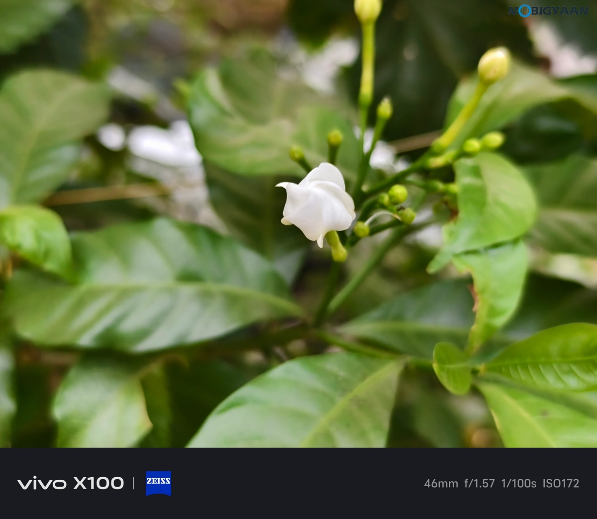 vivo X100 Review Camera Samples 1