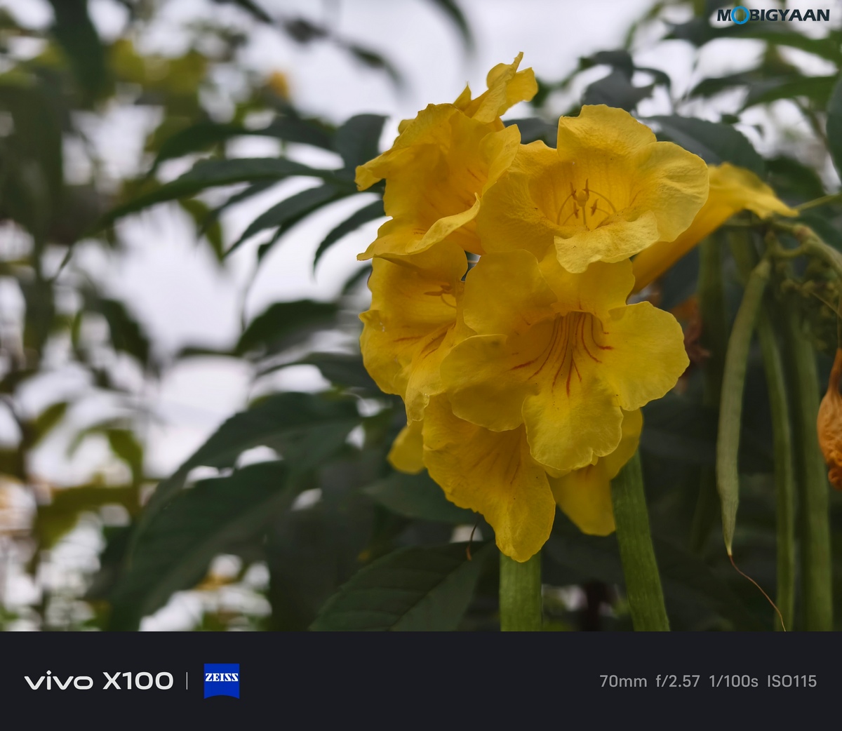 vivo X100 Review Camera Samples 10