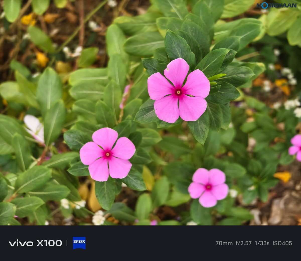 vivo X100 Review Camera Samples 12