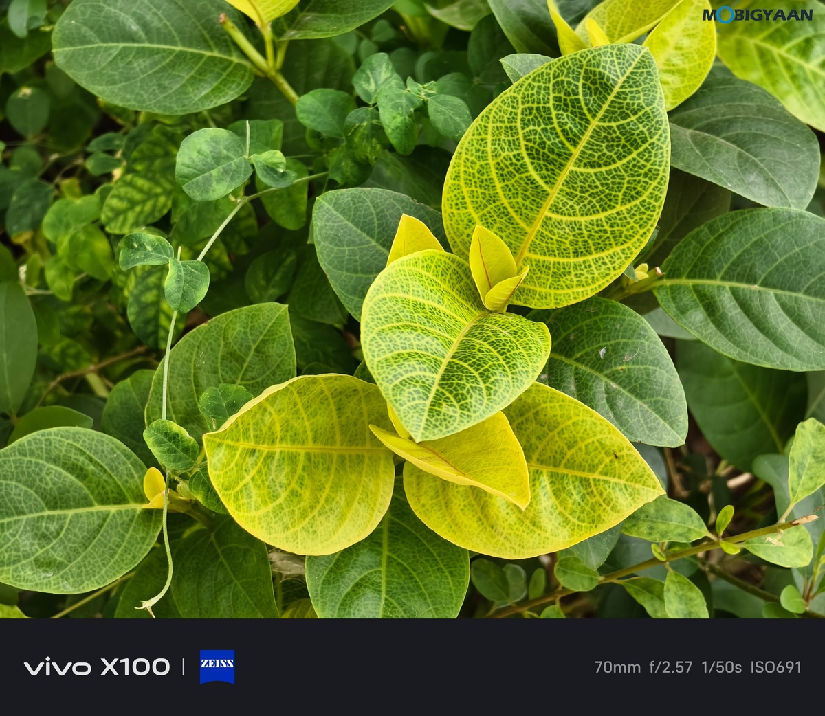 vivo X100 Review Camera Samples 14