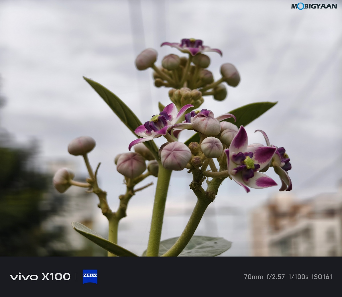 vivo X100 Review Camera Samples 15