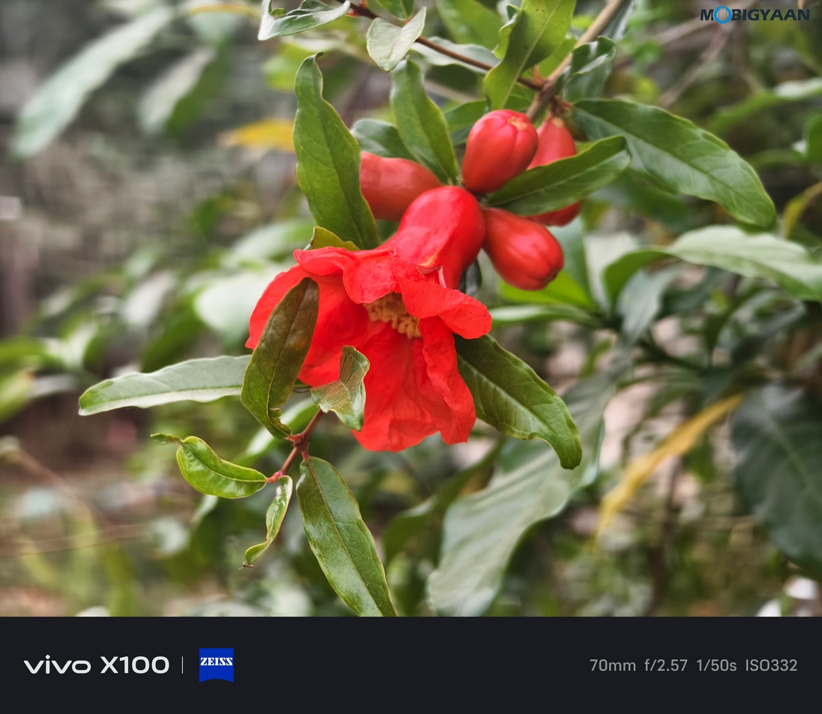 vivo X100 Review Camera Samples 3