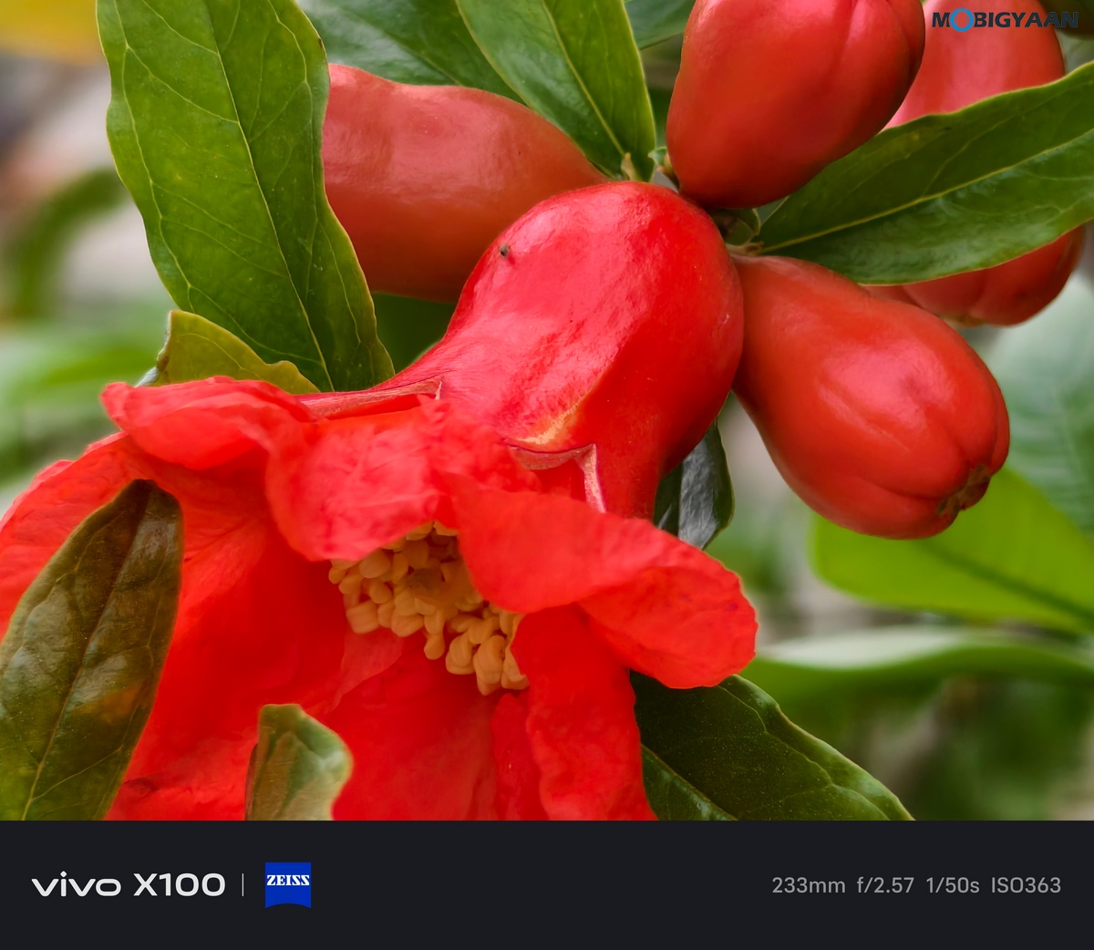 vivo X100 Review Camera Samples 4