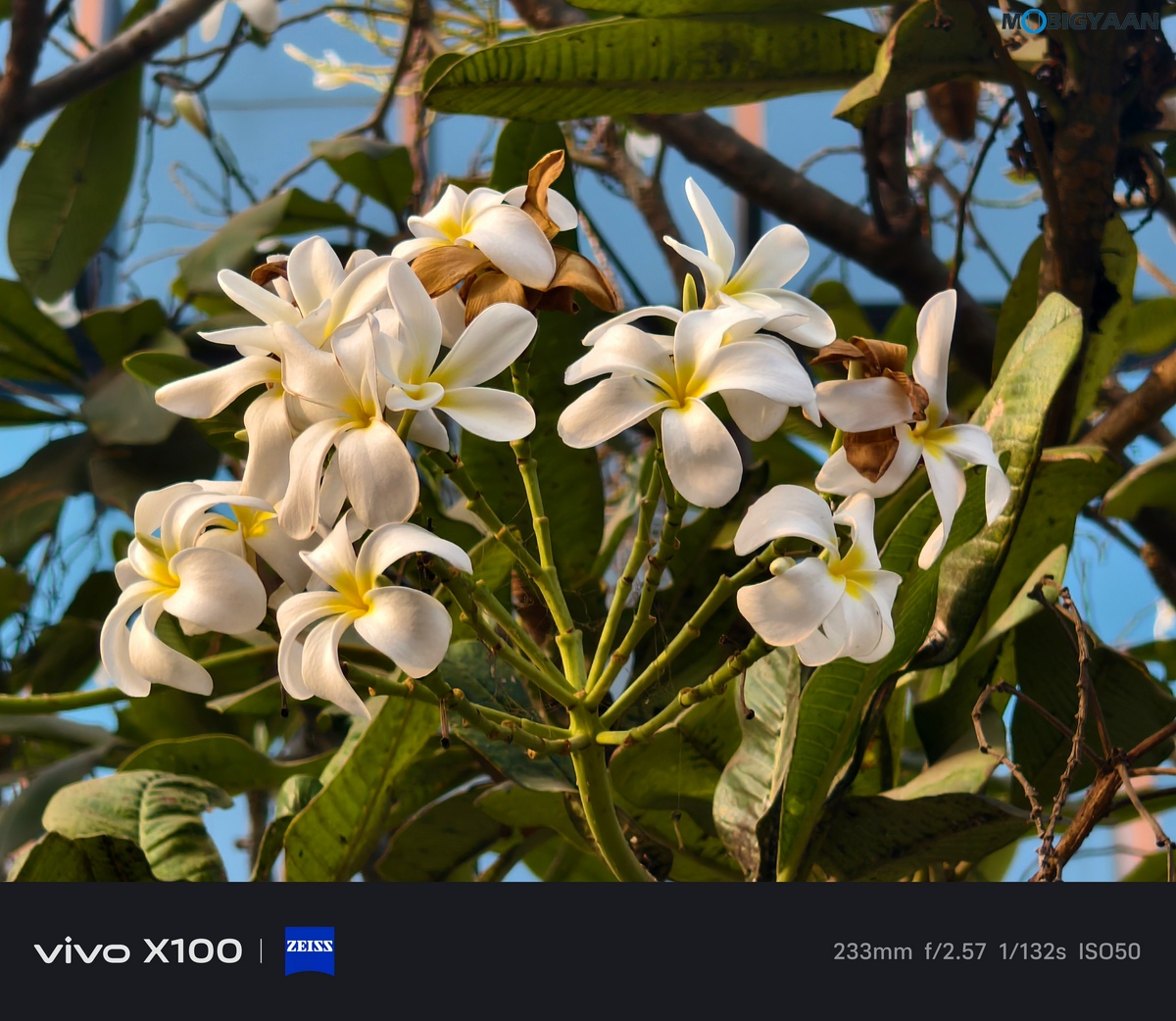 vivo X100 Review Camera Samples 43