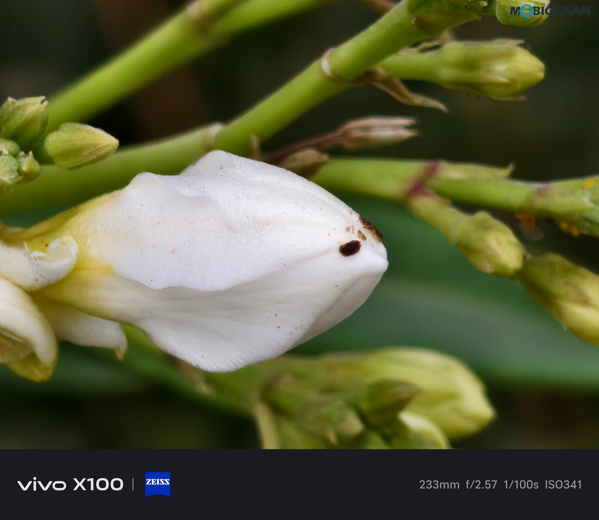 vivo X100 Review Camera Samples 45