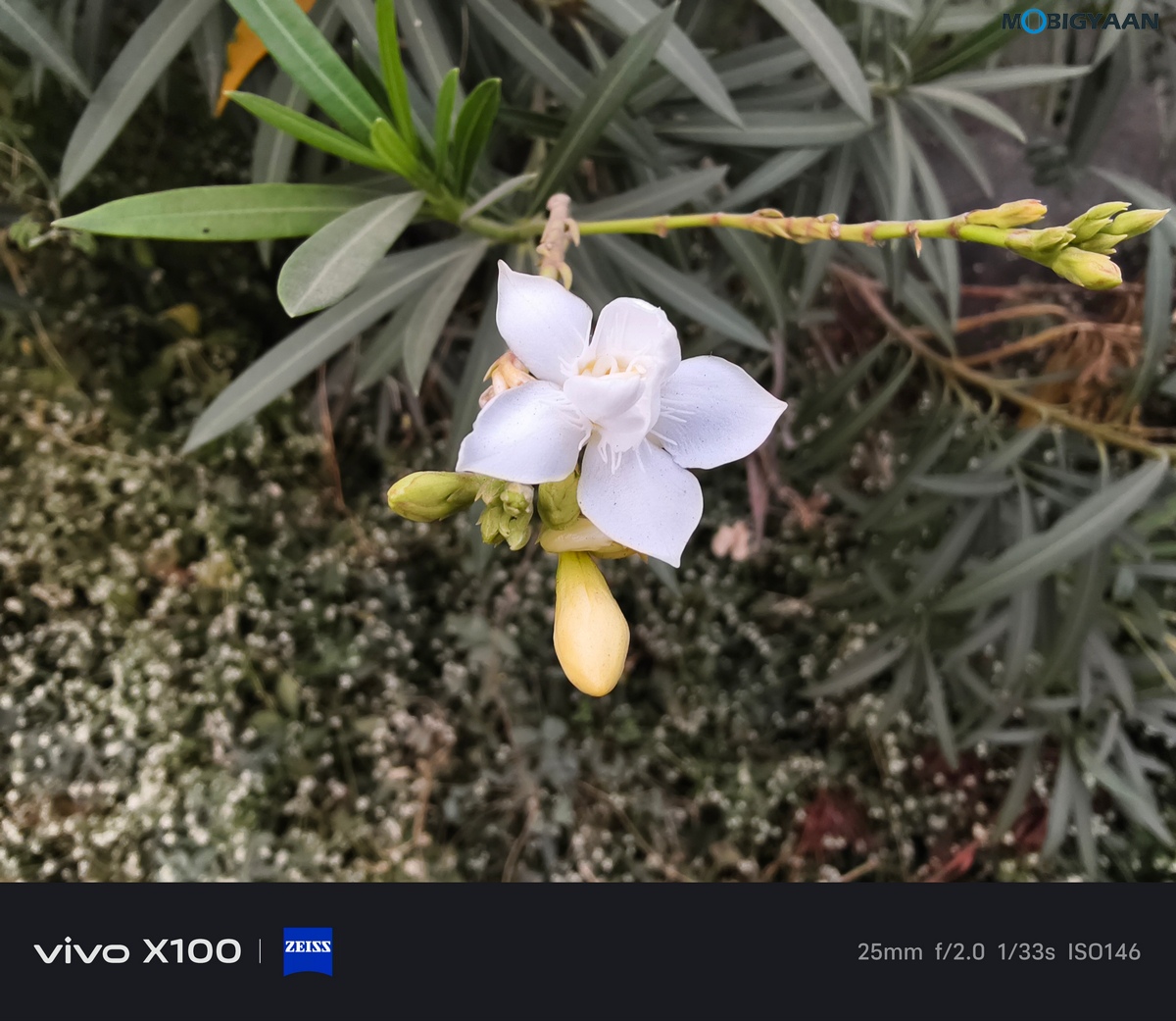 vivo X100 Review Camera Samples 46