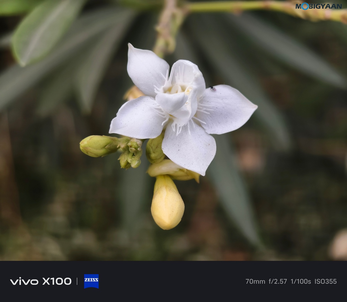 vivo X100 Review Camera Samples 47