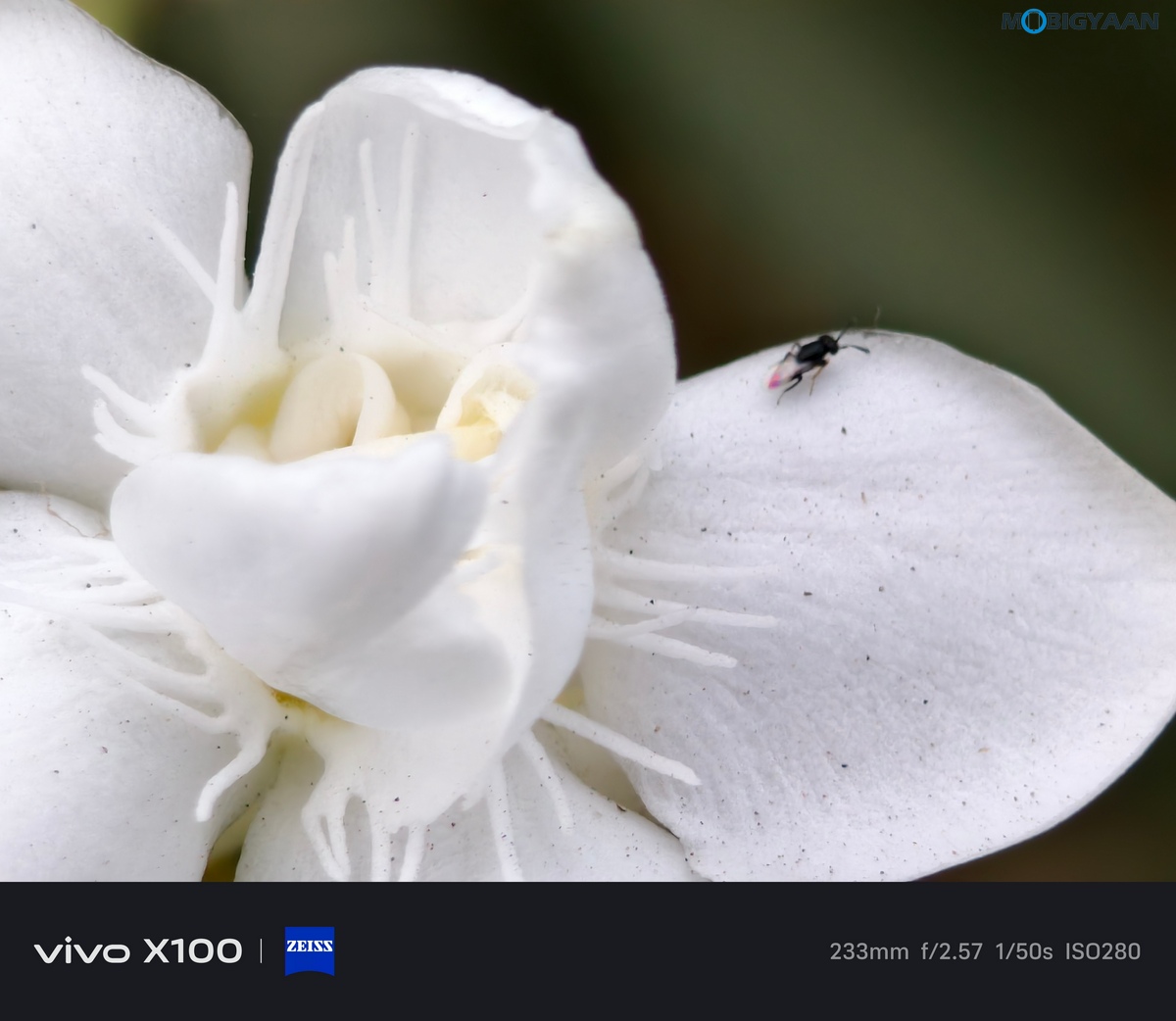 vivo X100 Review Camera Samples 48