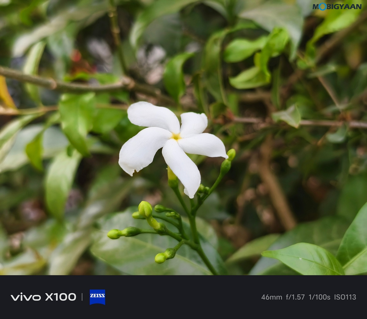 vivo X100 Review Camera Samples 5