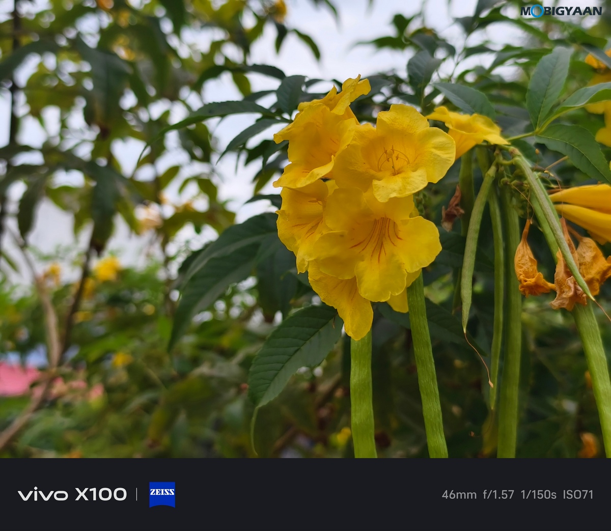 vivo X100 Review Camera Samples 9