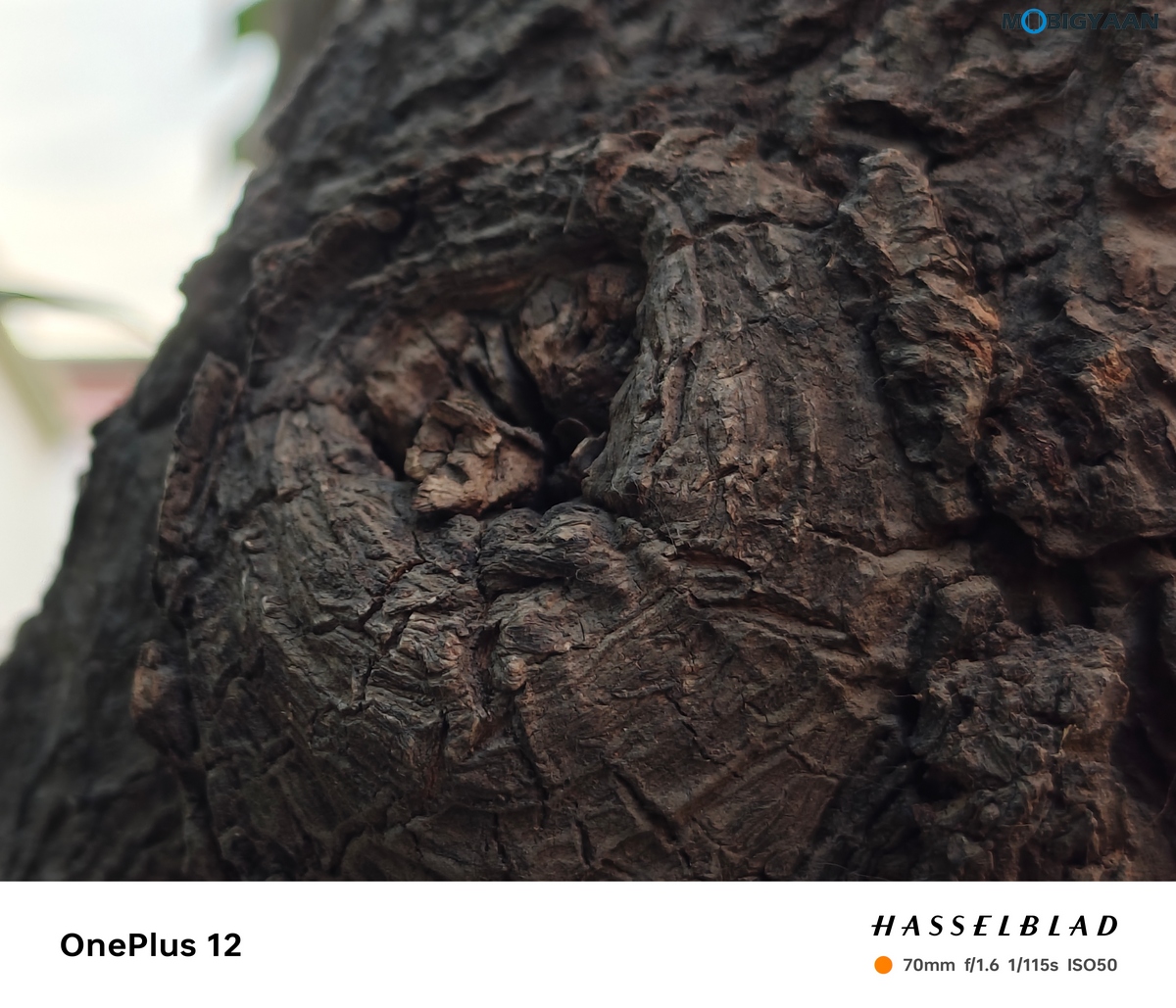 OnePlus 12 Review Camera Samples 5