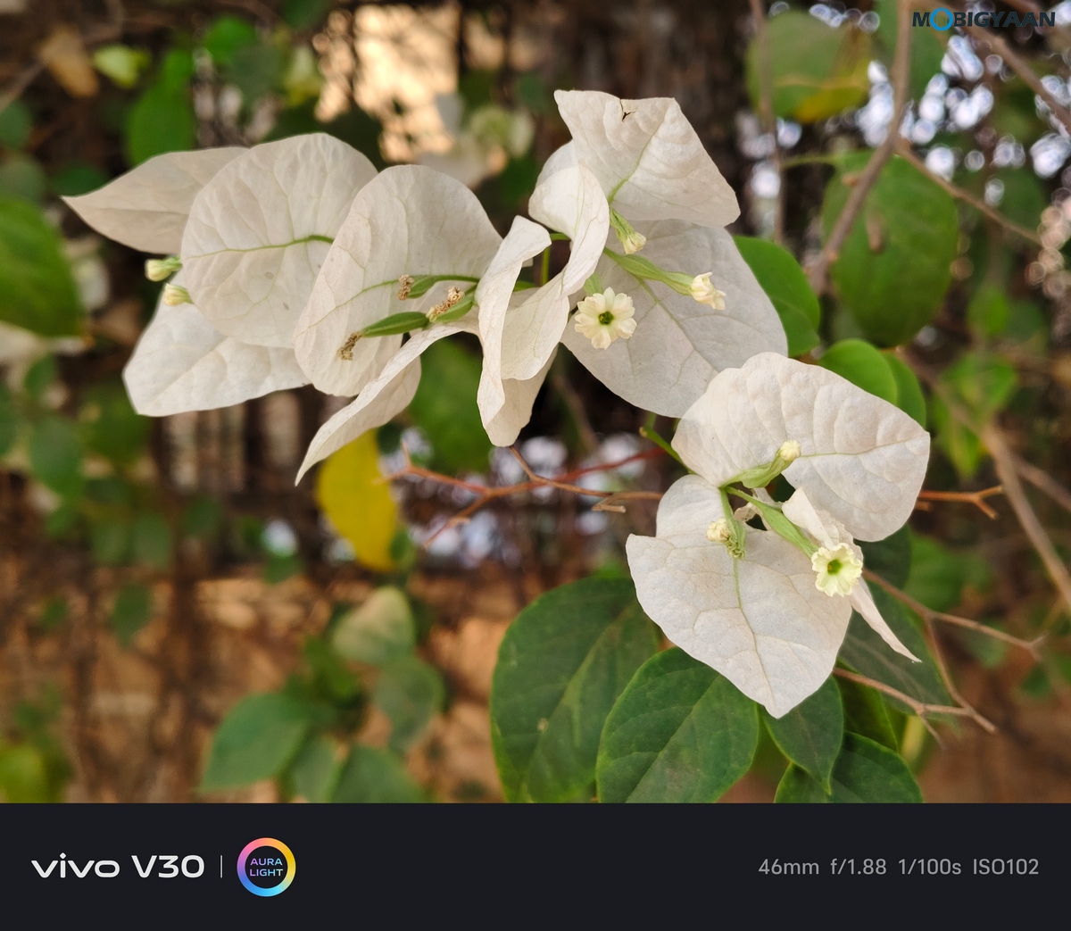 vivo V30 Review Camera Samples 11