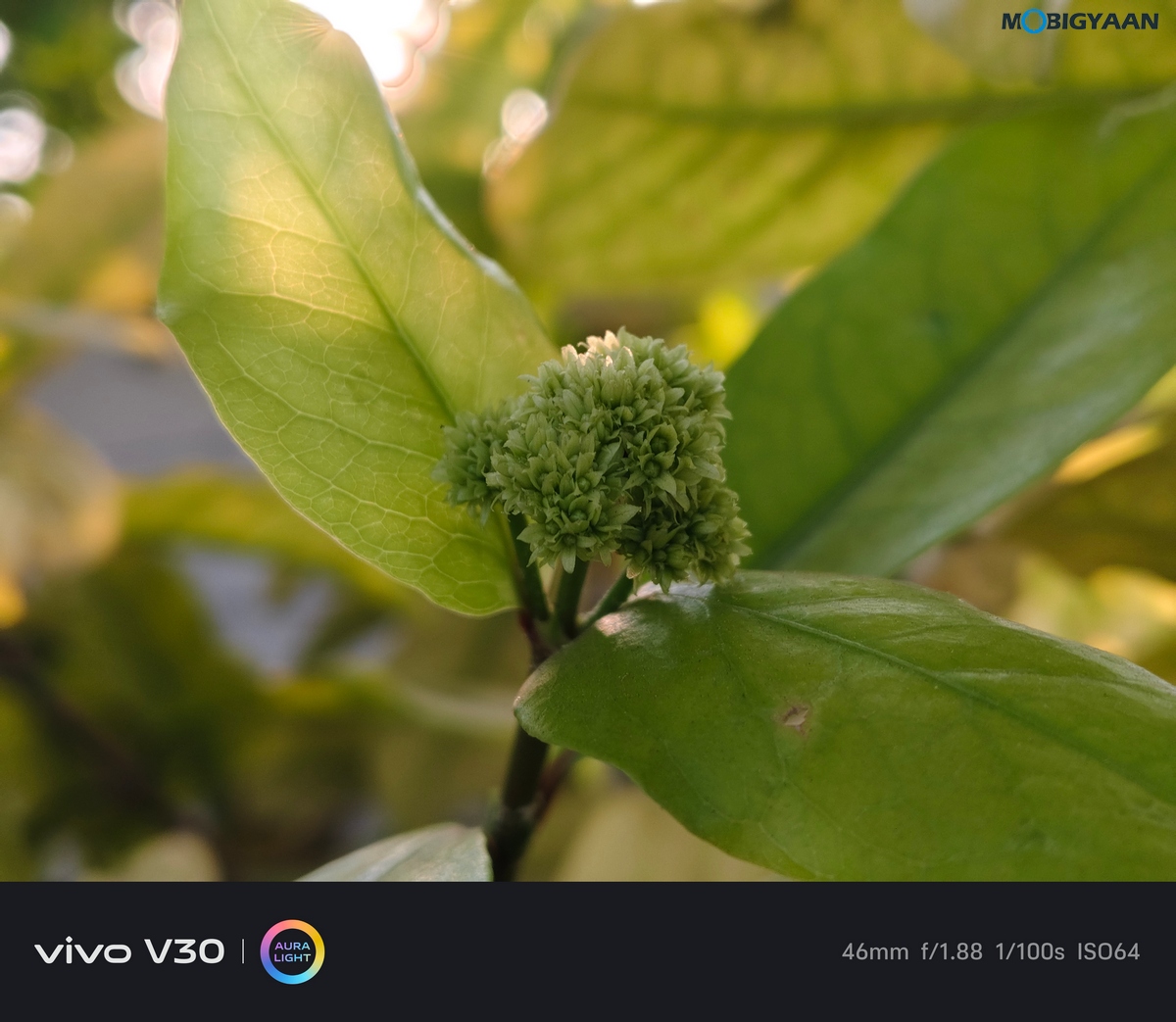 vivo V30 Review Camera Samples 18