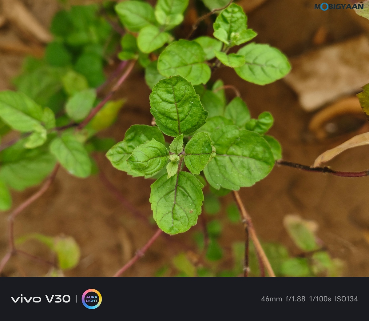 vivo V30 Review Camera Samples 4