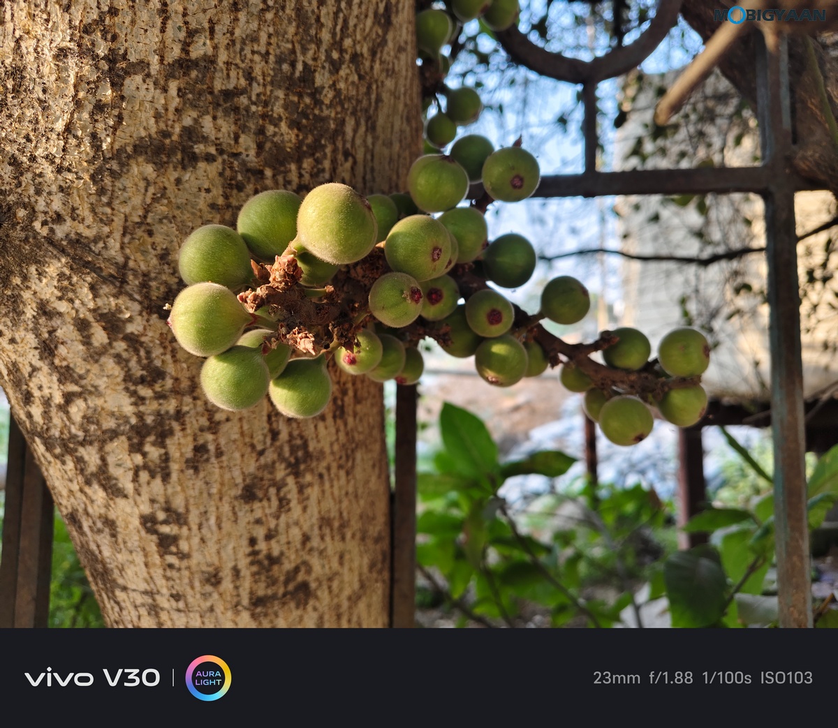 vivo V30 Review Camera Samples 6