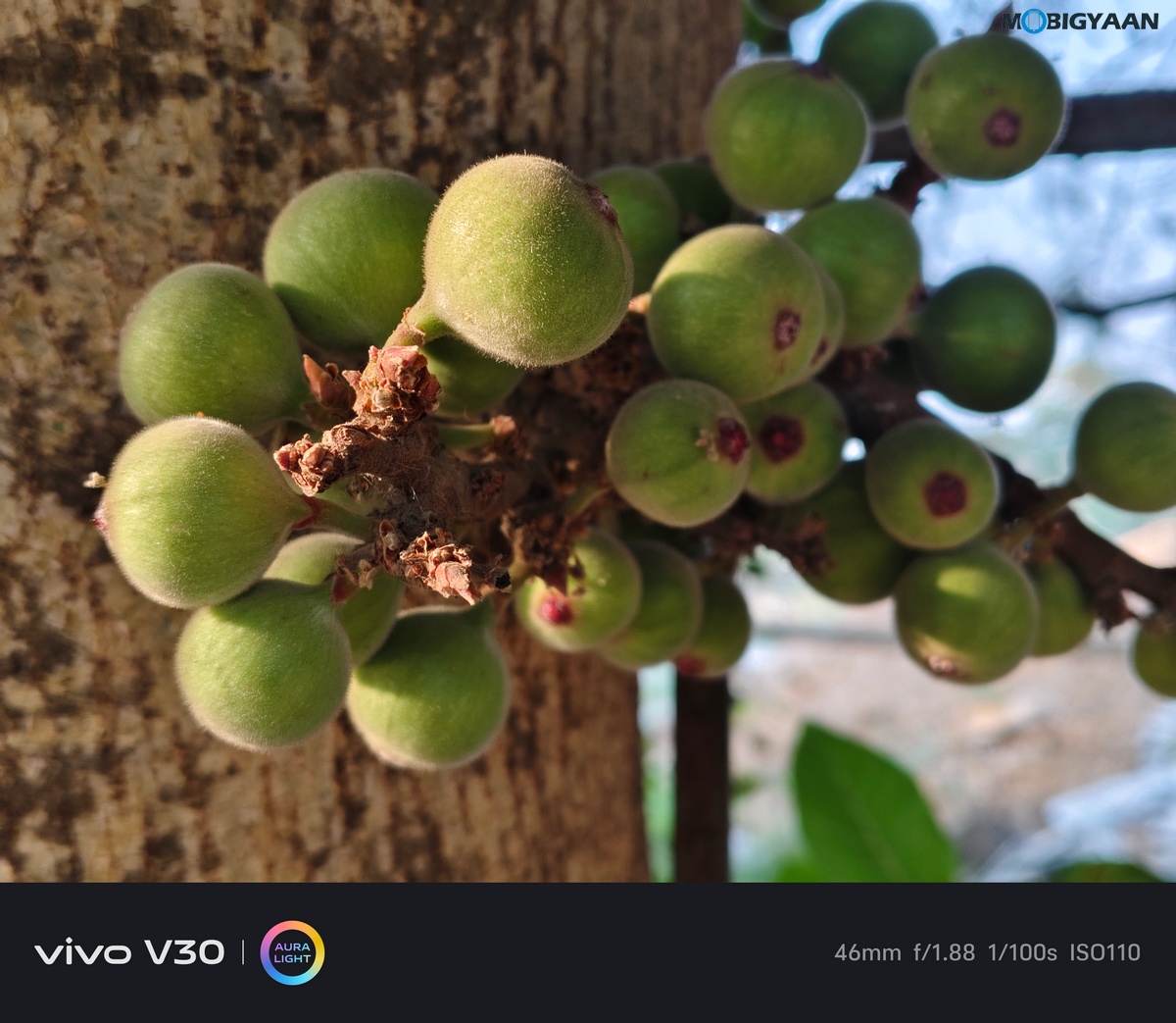 vivo V30 Review Camera Samples 7