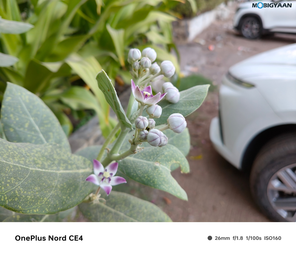 OnePlus Nord CE4 Review Camera Samples 10