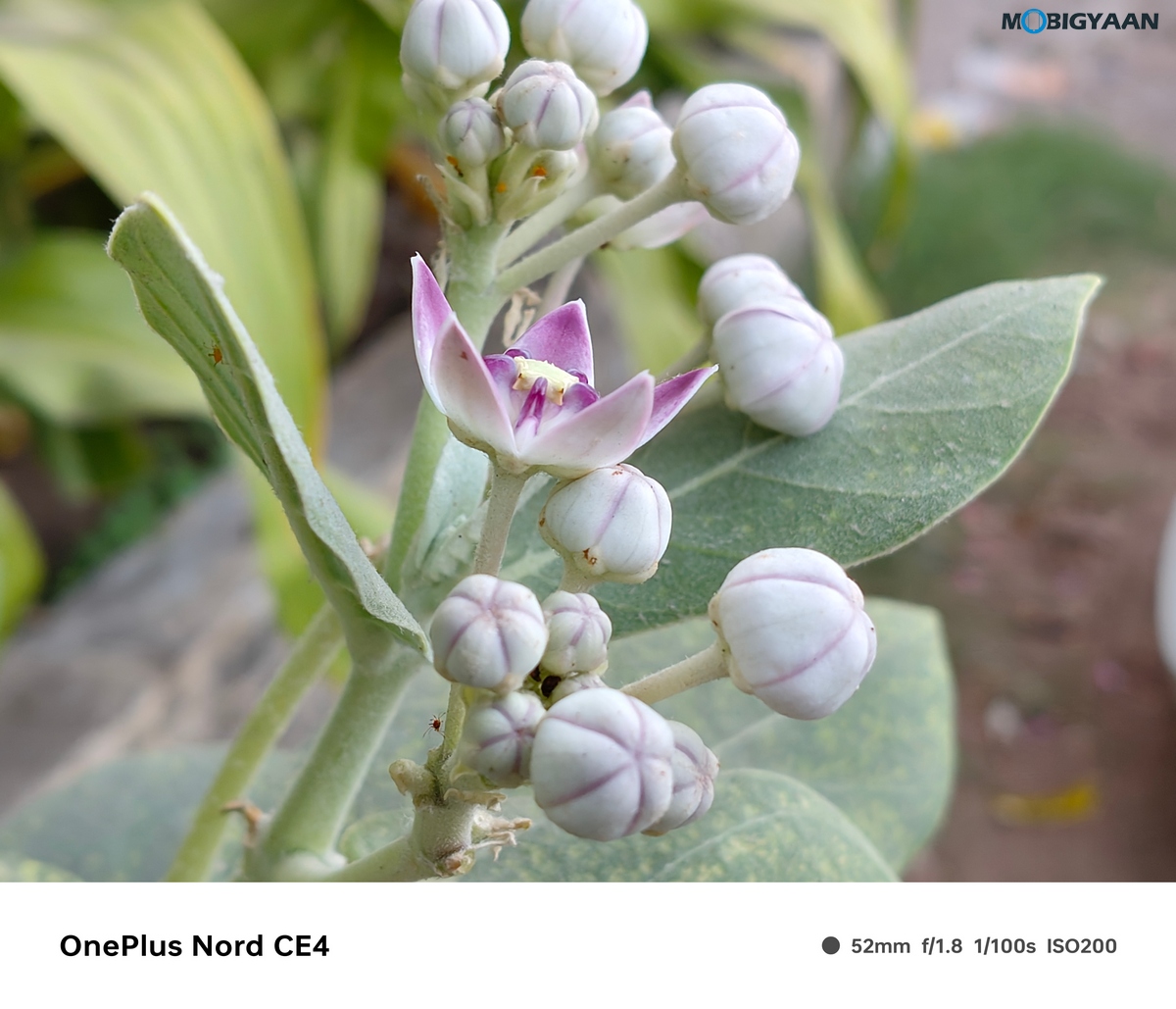 OnePlus Nord CE4 Review Camera Samples 11