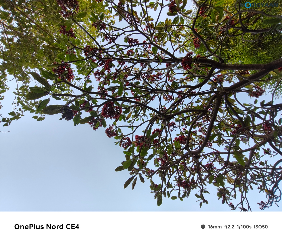 OnePlus Nord CE4 Review Camera Samples 12