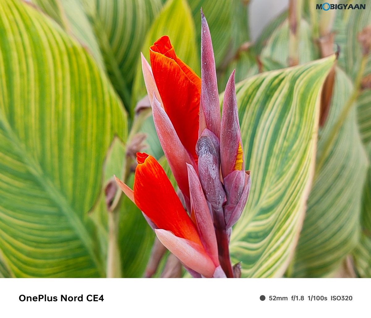OnePlus Nord CE4 Review Camera Samples 3