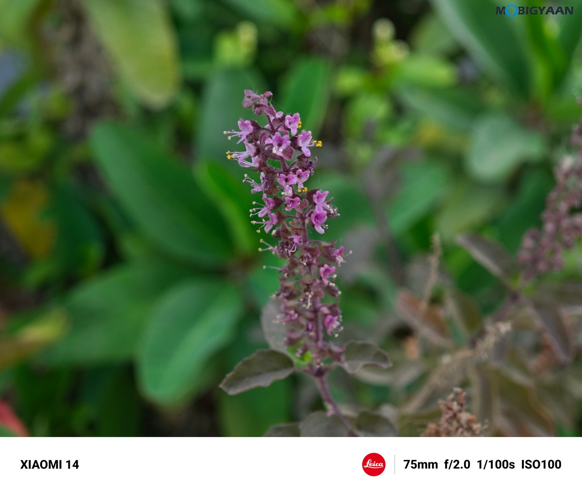 Xiaomi 14 Review Camera Samples 15