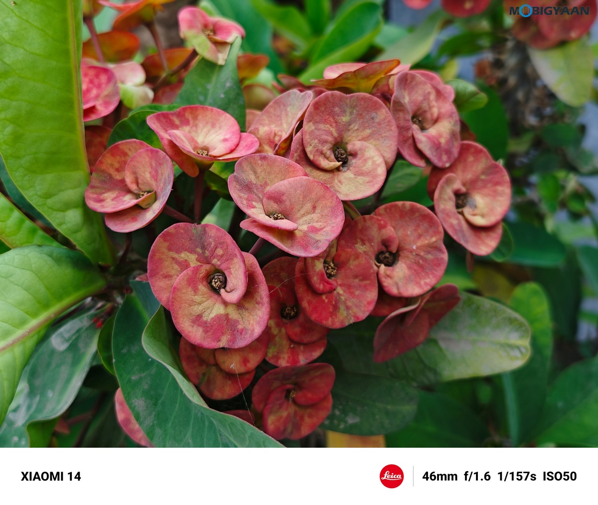 Xiaomi 14 Review Camera Samples 16