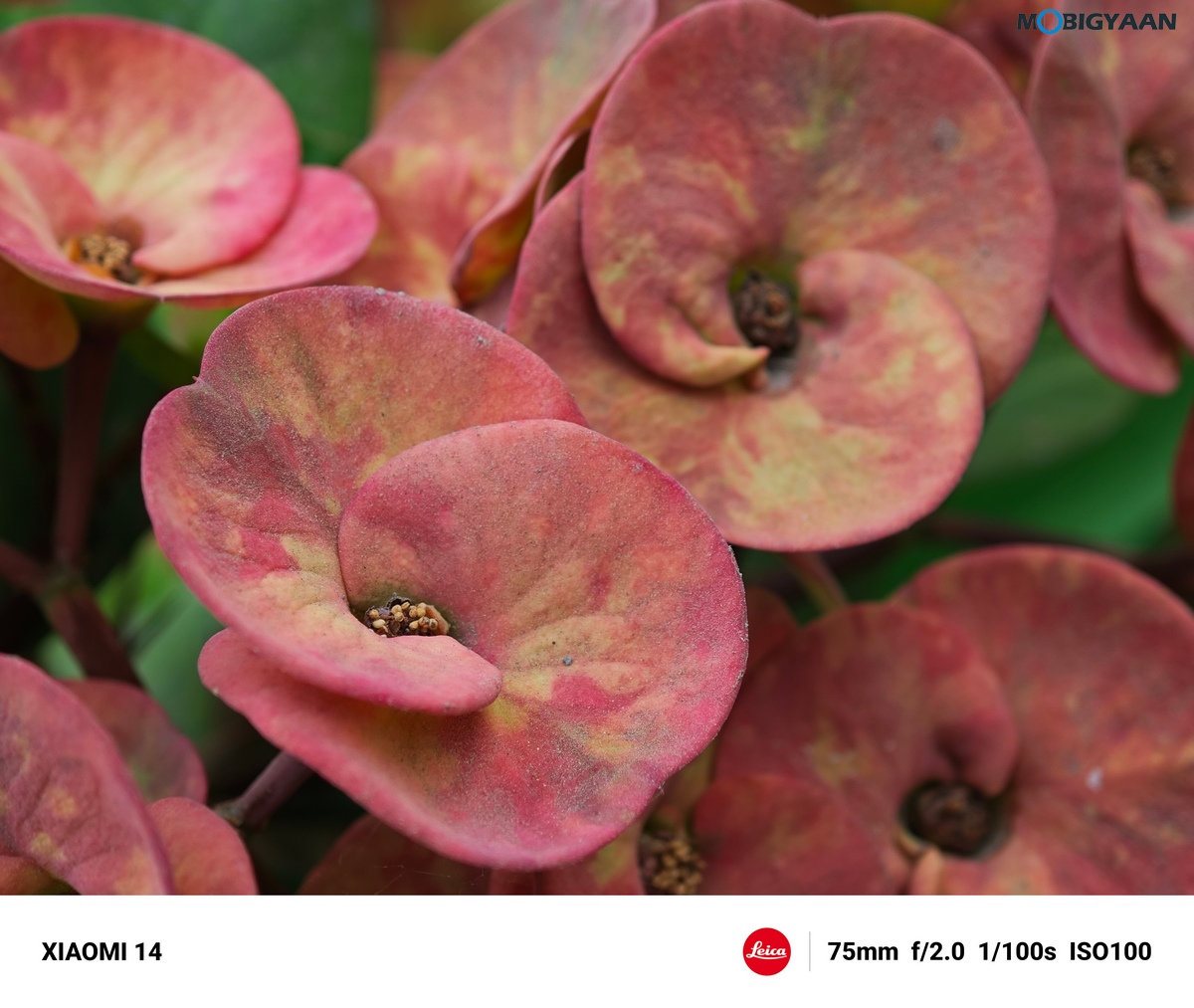 Xiaomi 14 Review Camera Samples 17