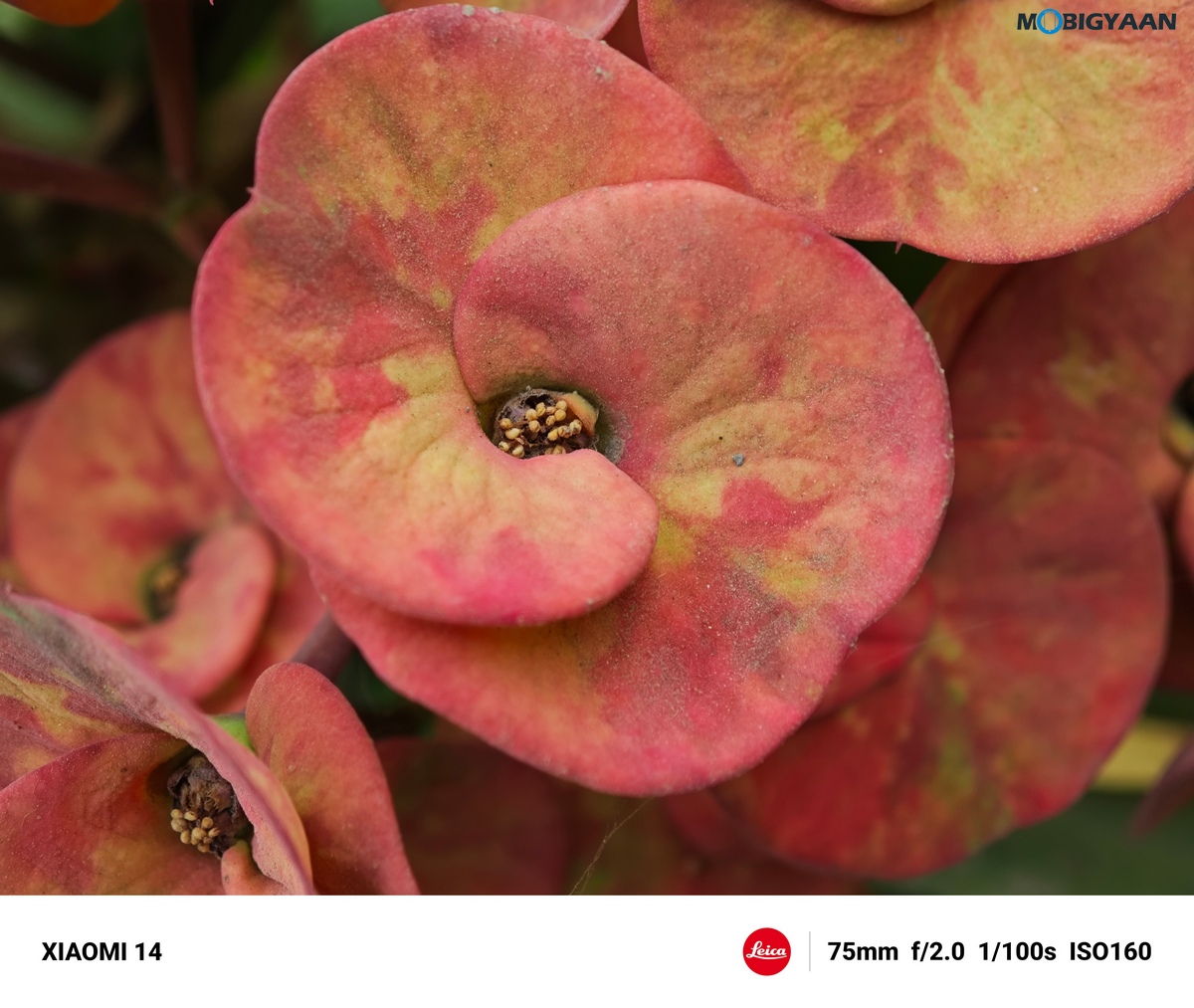 Xiaomi 14 Review Camera Samples 18