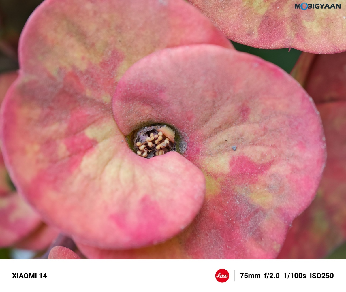 Xiaomi 14 Review Camera Samples 19