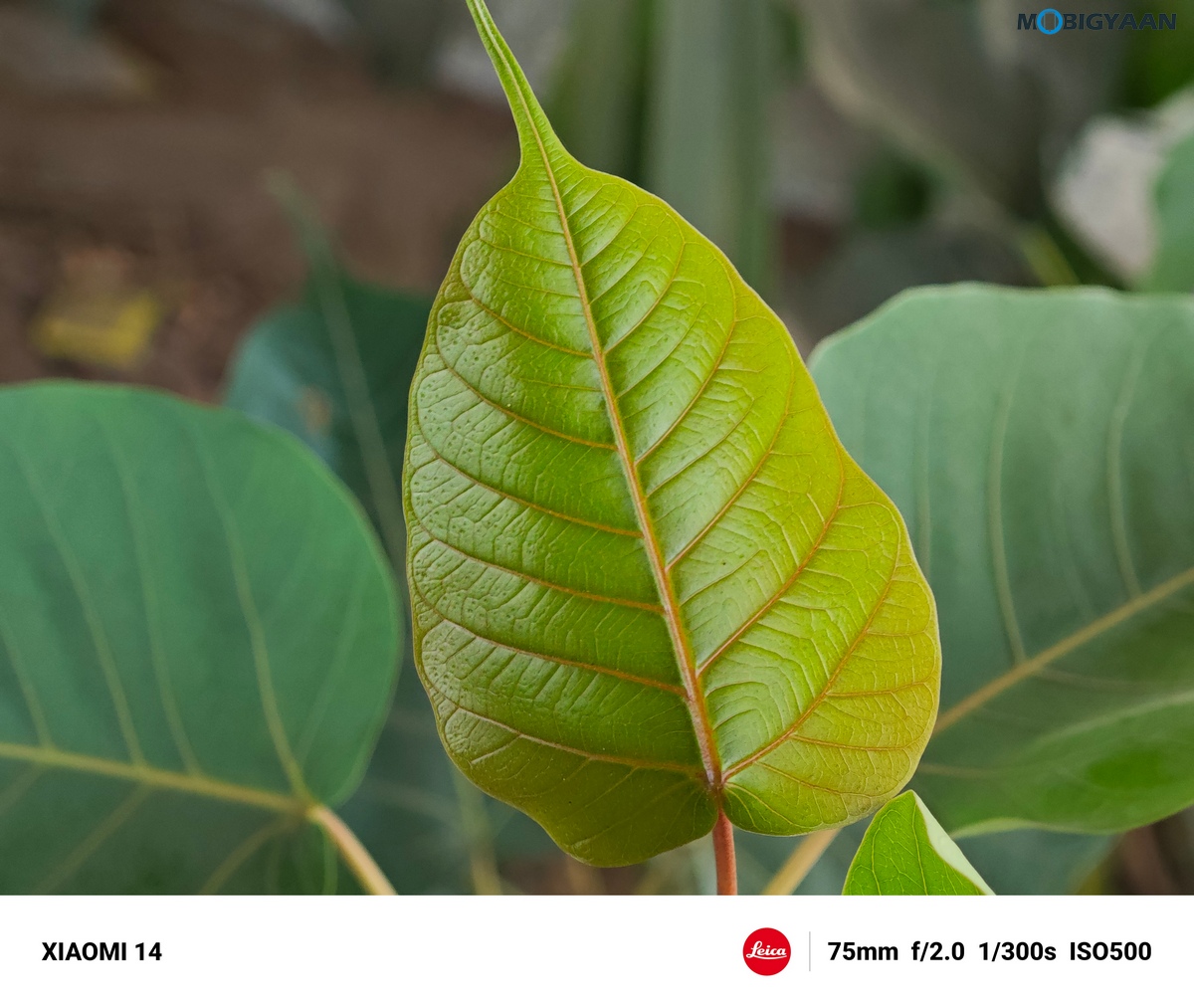 Xiaomi 14 Review Camera Samples 44