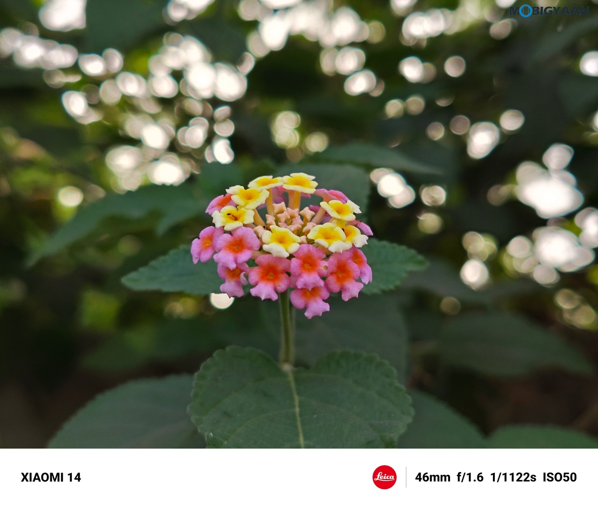 Xiaomi 14 Review Camera Samples 52