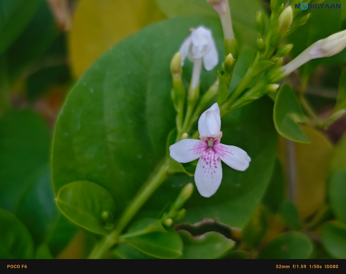 POCO F6 5G Review Camera Samples 19