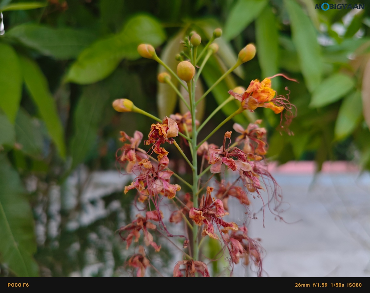 POCO F6 5G Review Camera Samples 20