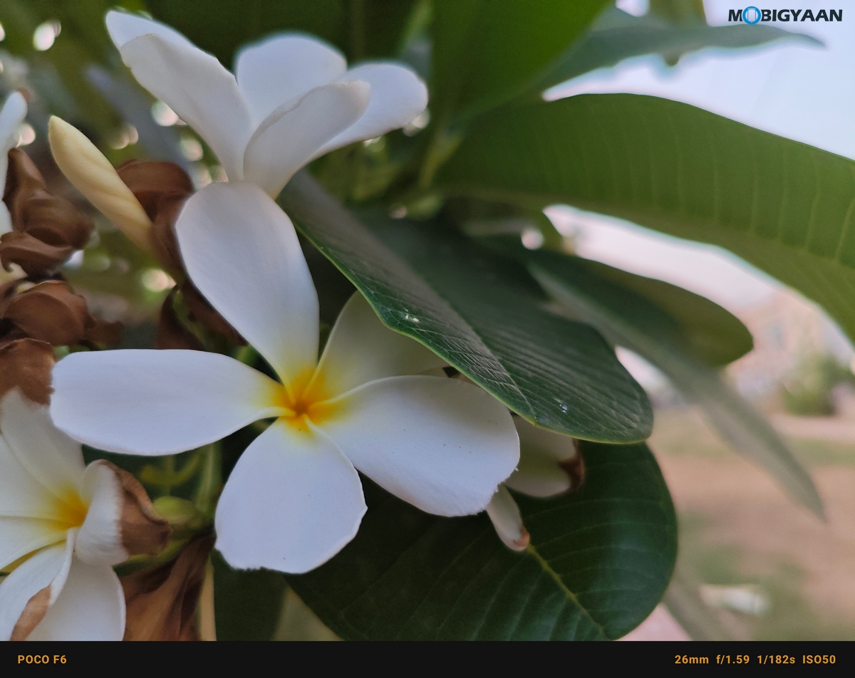 POCO F6 5G Review Camera Samples 25