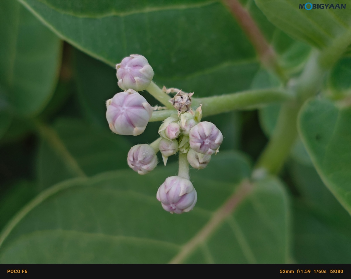 POCO F6 5G Review Camera Samples 26