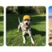 Gemini App gets native AI image editing with multistep visual tools