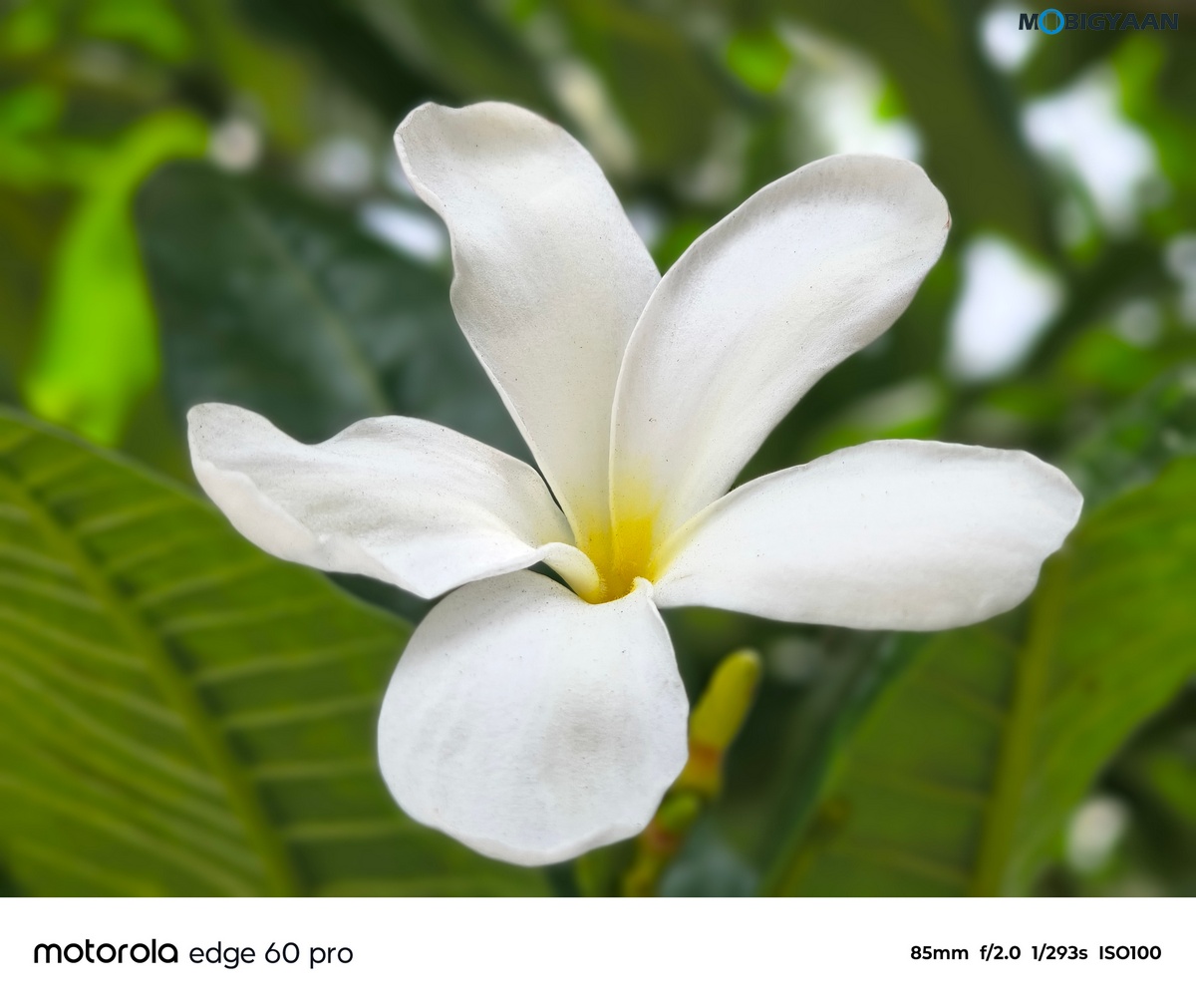 motorola edge 60 PRO Review Camera Samples 10