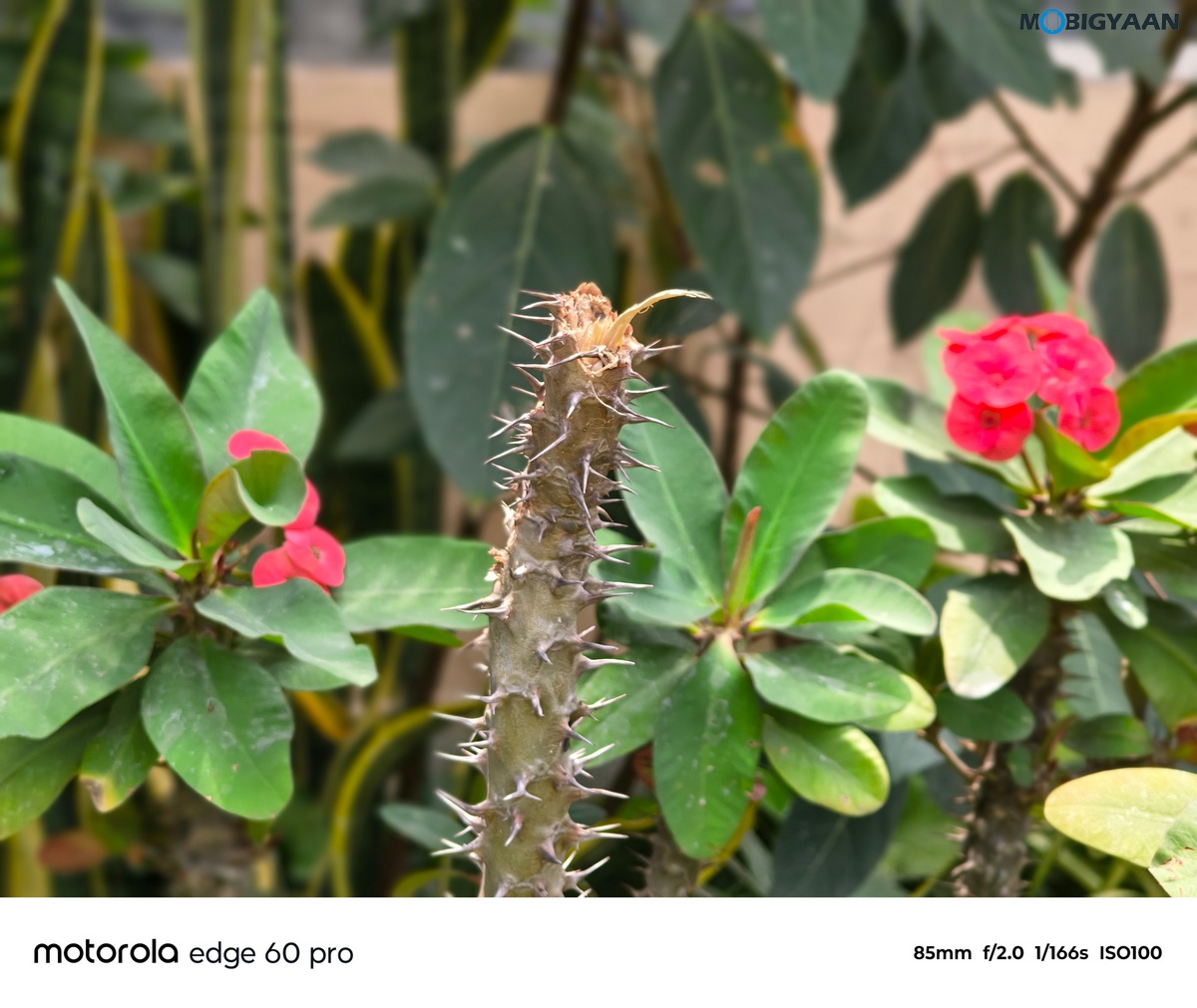motorola edge 60 PRO Review Camera Samples 16