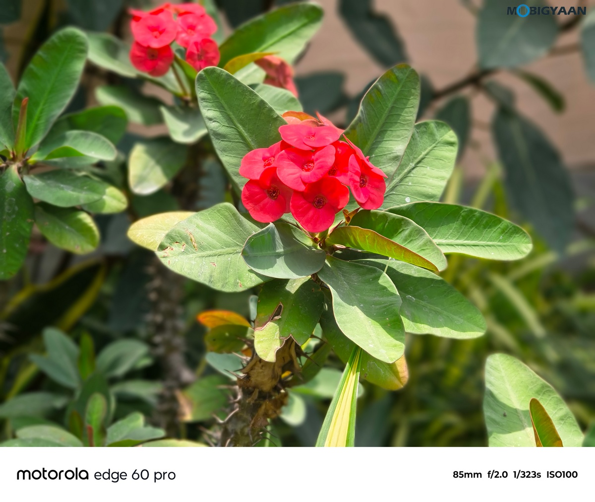 motorola edge 60 PRO Review Camera Samples 17