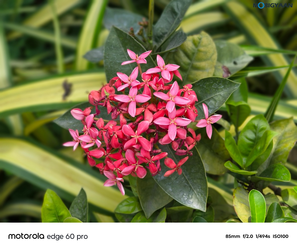 motorola edge 60 PRO Review Camera Samples 18