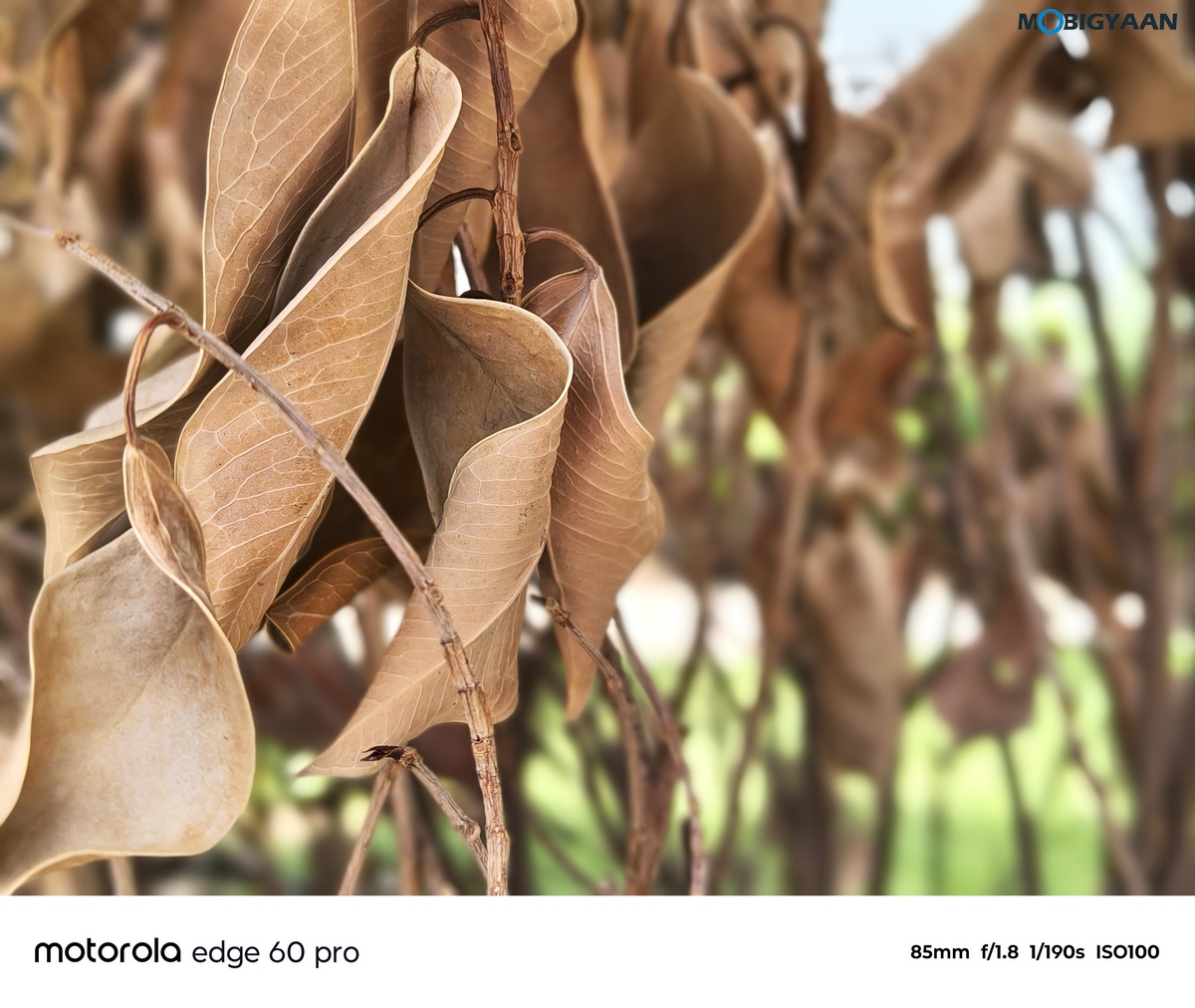 motorola edge 60 PRO Review Camera Samples 6