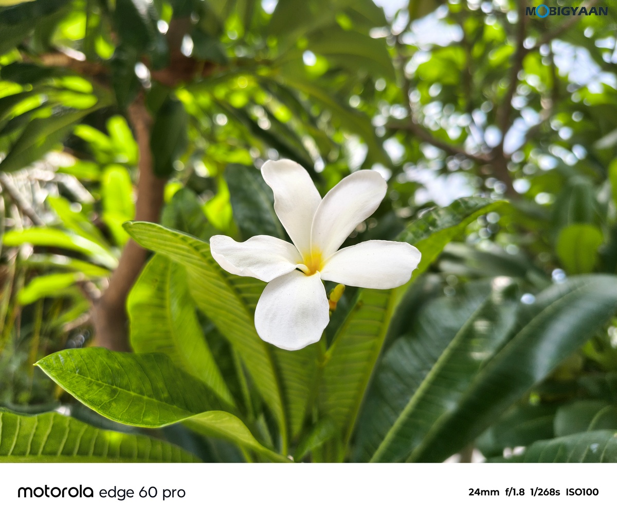 motorola edge 60 PRO Review Camera Samples 8