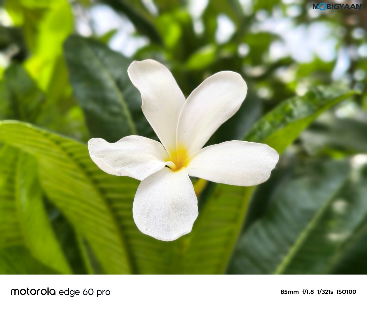 motorola edge 60 PRO Review Camera Samples 9