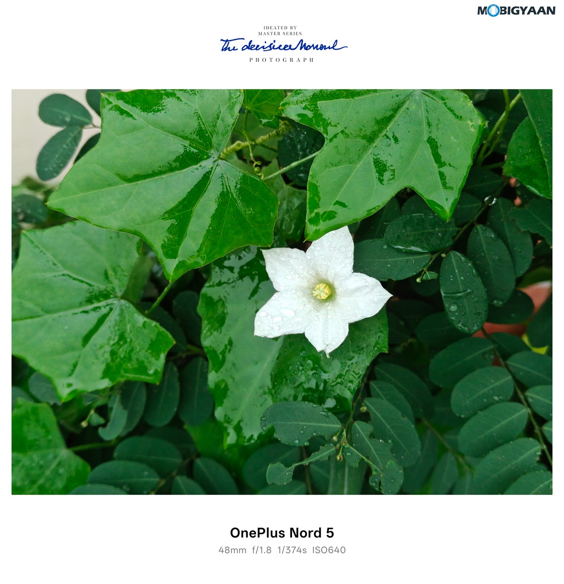 OnePlus Nord 4 Review Camera Samples 15